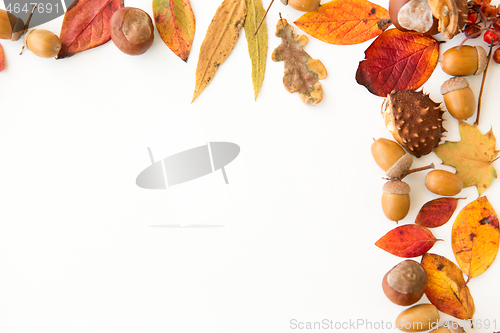 Image of autumn leaves, chestnuts, acorns and berries frame