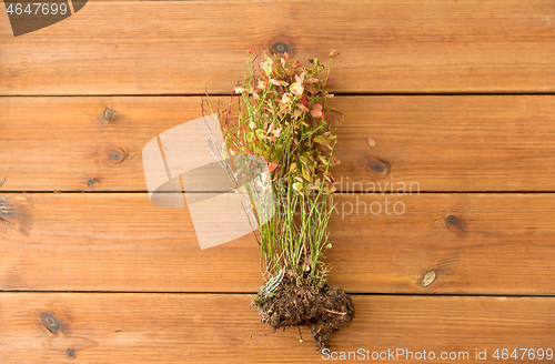 Image of wild blueberry in autumn colors on wooden table