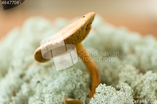 Image of suillus bovinus mushroom in reindeer lichen moss