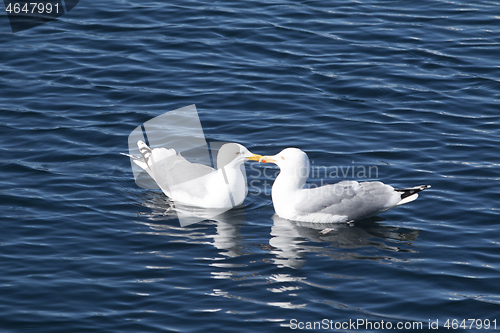 Image of Seagull