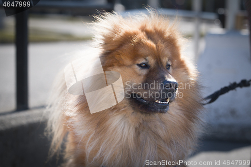 Image of Eurasier