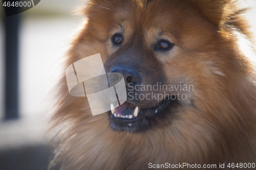 Image of Eurasier