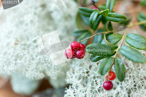 Image of close up of cowberry and reindeer lichen moss