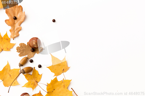 Image of autumn leaves, chestnut, acorns and chokeberries