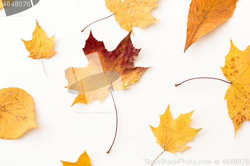 Image of dry fallen autumn leaves on white background