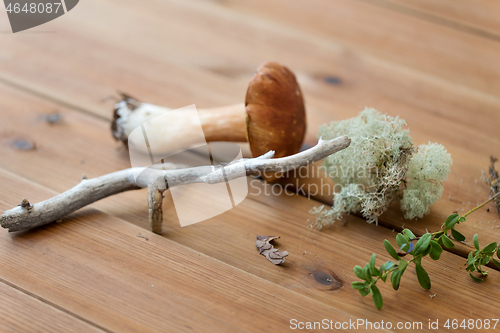 Image of boletus mushrooms, moss, branch and bark on wood