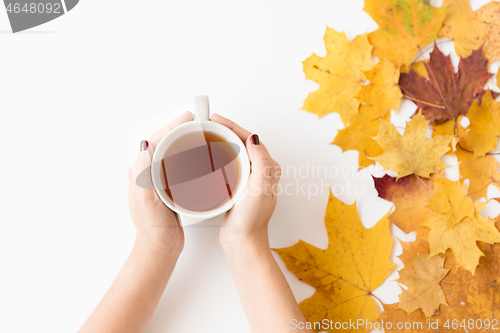 Image of hands with cup of tea and autumn maple leaves