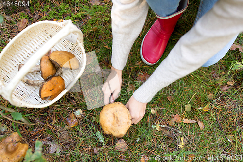 Image of woman picking mushrooms in autumn forest