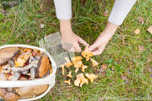 Image of hands with mushrooms and basket in forest