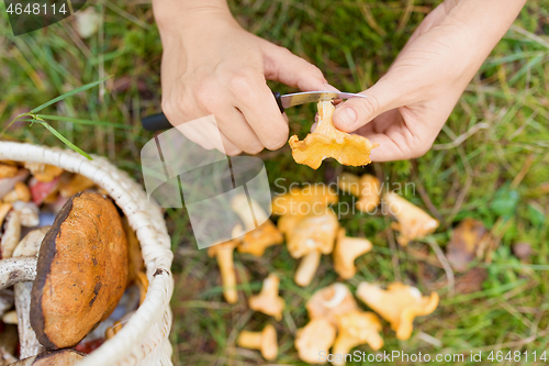 Image of hands with mushrooms and basket in forest