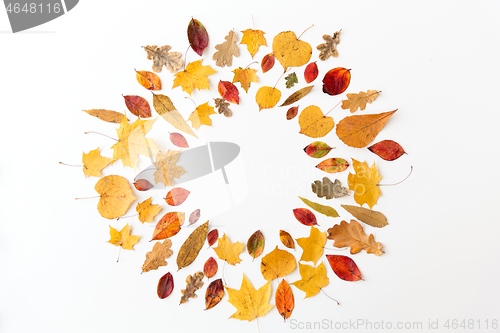 Image of round frame of different dry fallen autumn leaves