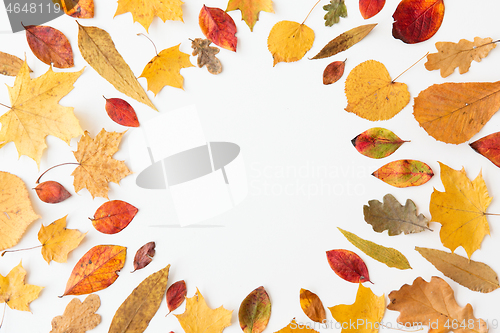 Image of round frame of different dry fallen autumn leaves