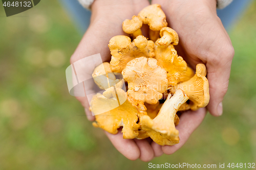 Image of close up of woman hands with mushrooms in forest