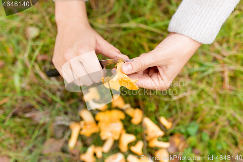 Image of hands cleaning mushrooms by knife in forest