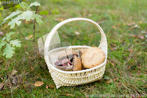 Image of basket of mushrooms in autumn forest