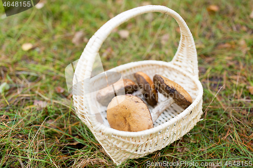 Image of basket of mushrooms in autumn forest