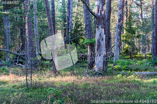 Image of Old pine tree forest with some dead trees