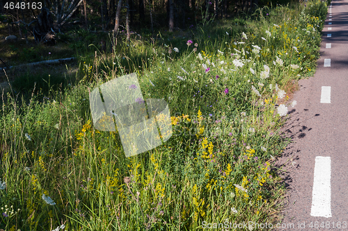 Image of Roadside summer flowers close up