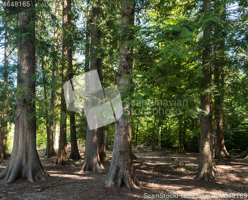 Image of In the Thuja forest