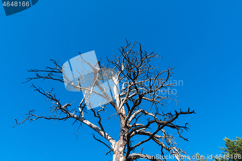 Image of Old dead pine tree