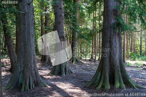 Image of Big Thuja trees in a forest