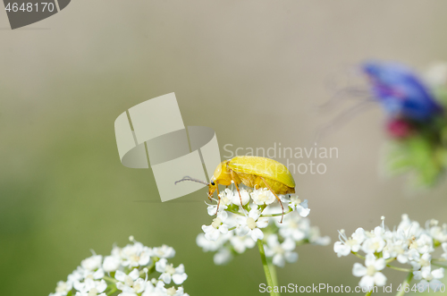 Image of Yellow beetle on a white flower