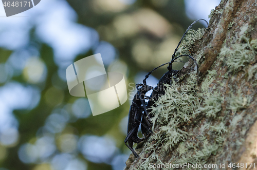 Image of Capricorn beetle copulation