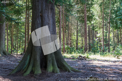 Image of Huge Thuja tree in a forest