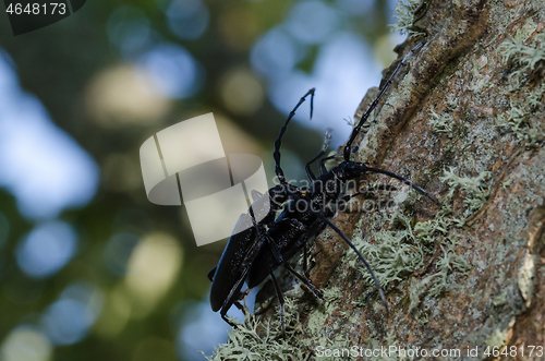 Image of Close up oc Capricorn Beetles mating