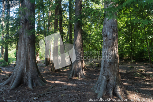 Image of Big thuja trees in a forest