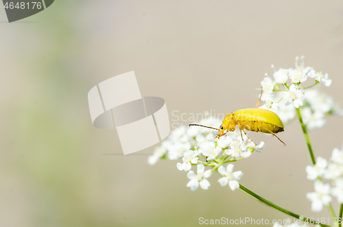 Image of Yellow beetle close up