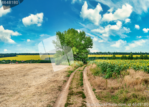 Image of Country road and tree