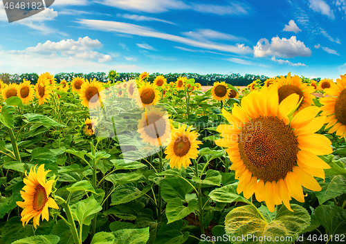 Image of Sunflower field in day