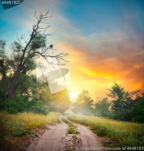 Image of Road in forest