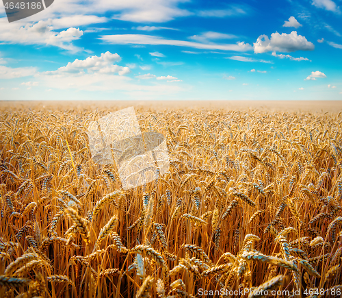 Image of Beautiful wheat field