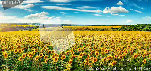 Image of Blooming sunflower field