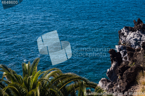 Image of beautiful view on blue ocean water and palm tree