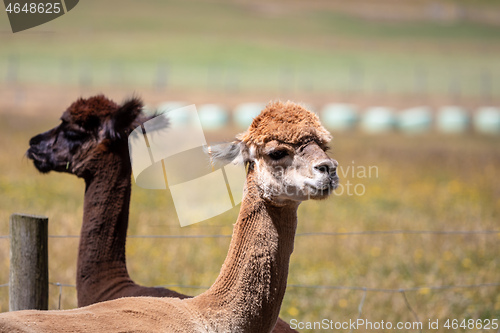 Image of Alpaca animal in New Zealand