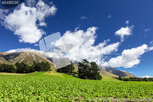 Image of Mountain Alps scenery in south New Zealand