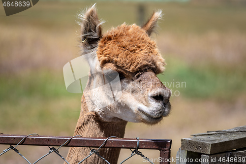 Image of Alpaca animal in New Zealand