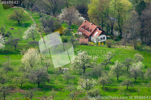 Image of green meadow with blossoming trees and houses