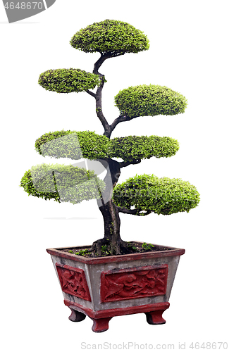 Image of Bonsai tree isolated over white