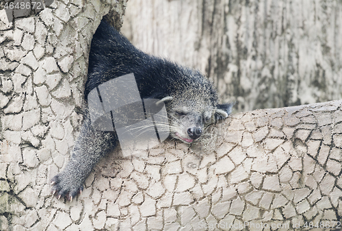 Image of Sleeping binturong on a tree