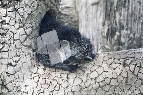 Image of Sleeping binturong on a tree