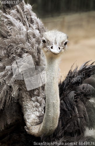 Image of Ostrich looking at camera