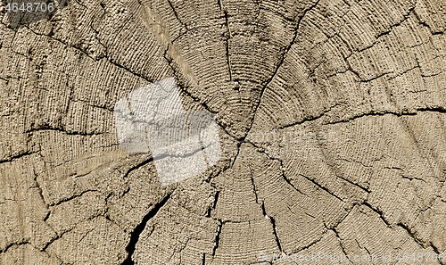 Image of Natural old wooden texture with rings and cracks pattern