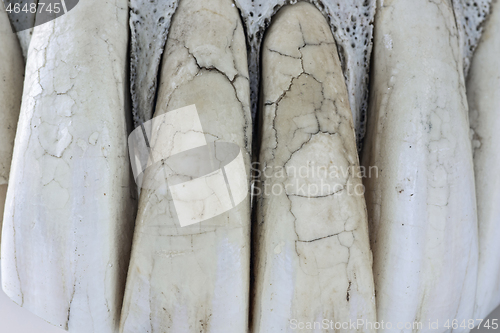 Image of detail of cracked horse teeth