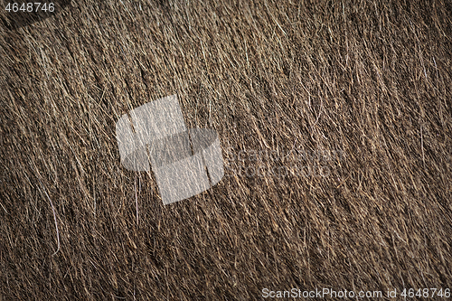 Image of donkey textured fur for your design