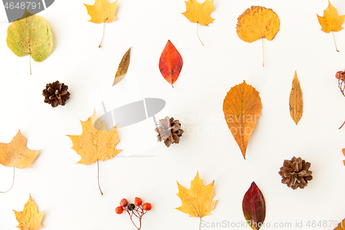 Image of dry autumn leaves, rowanberries and pine cones