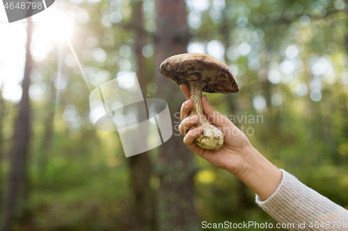 Image of close up of female hand with mushroom in forest